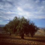 Proceso de elaboración de aceite de oliva virgen